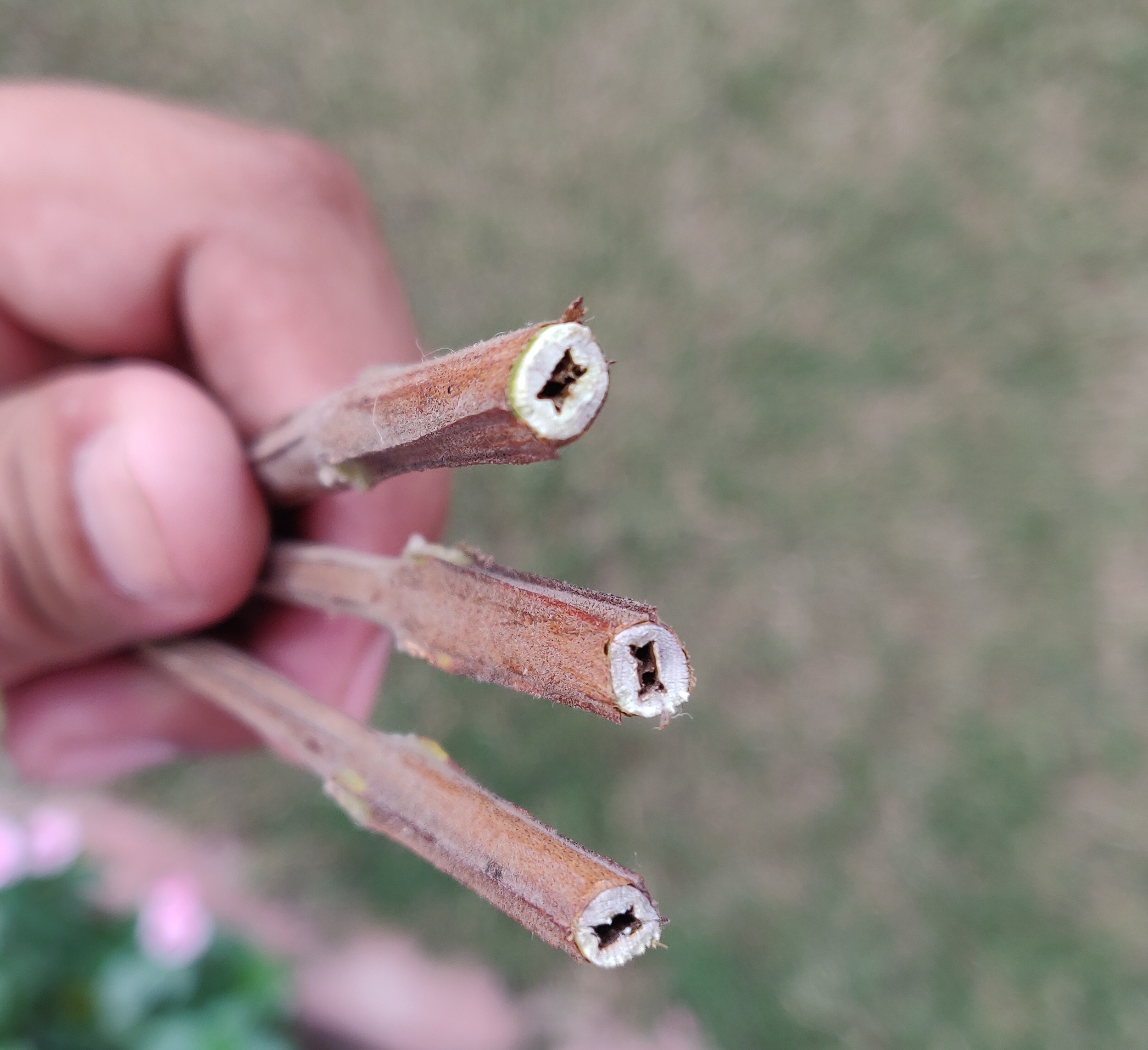 Guava Dying guava plant