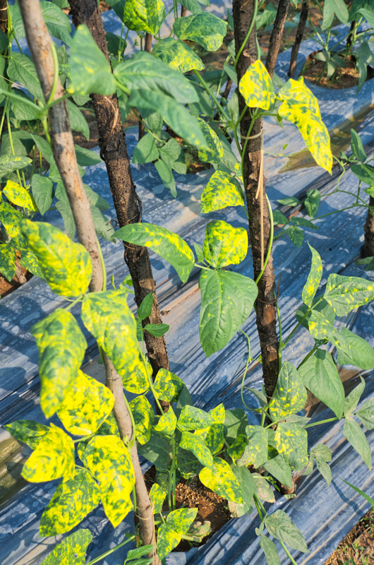 Bean Leaves turning yellow on Thailand long bean plants