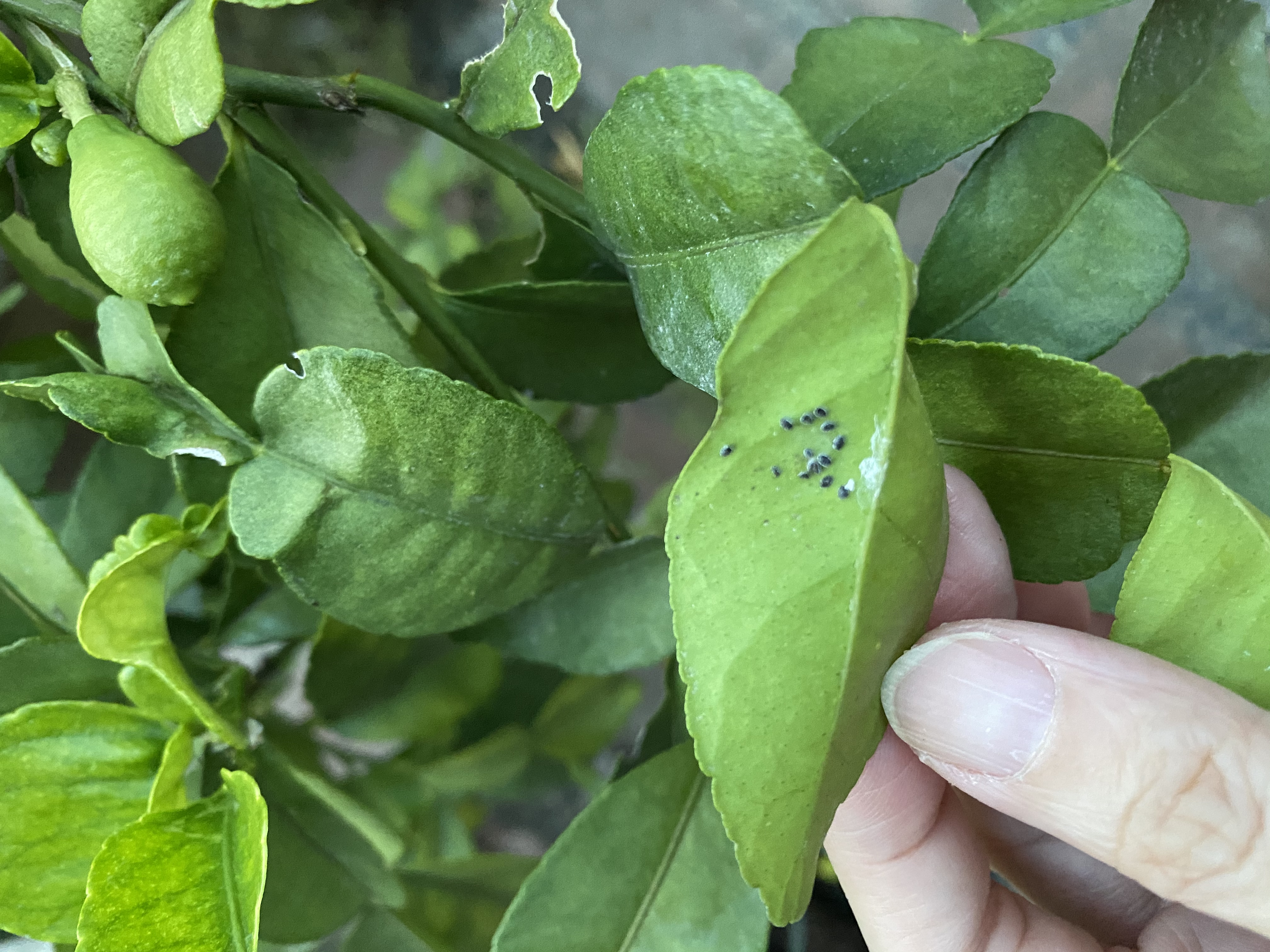 Lime, sour Kaffir lime pests and diseases