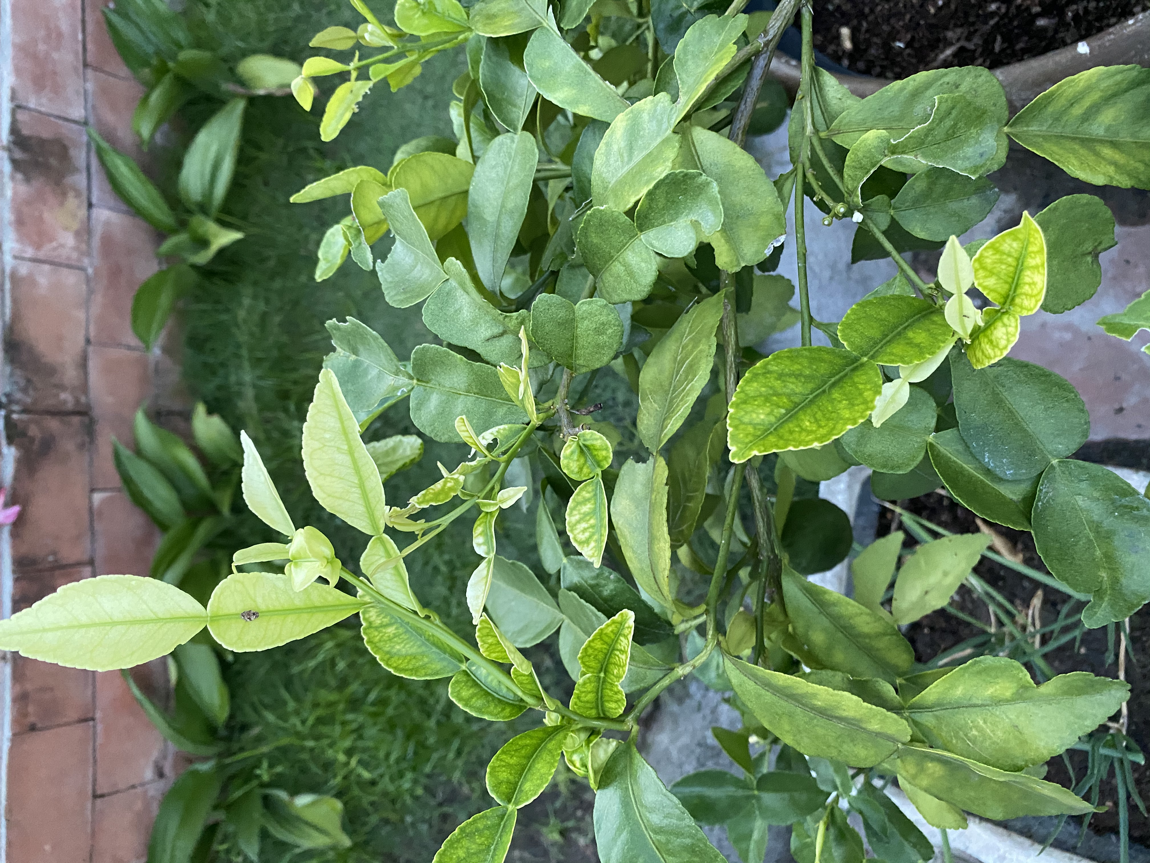 Lime, sour Kaffir lime pests and diseases