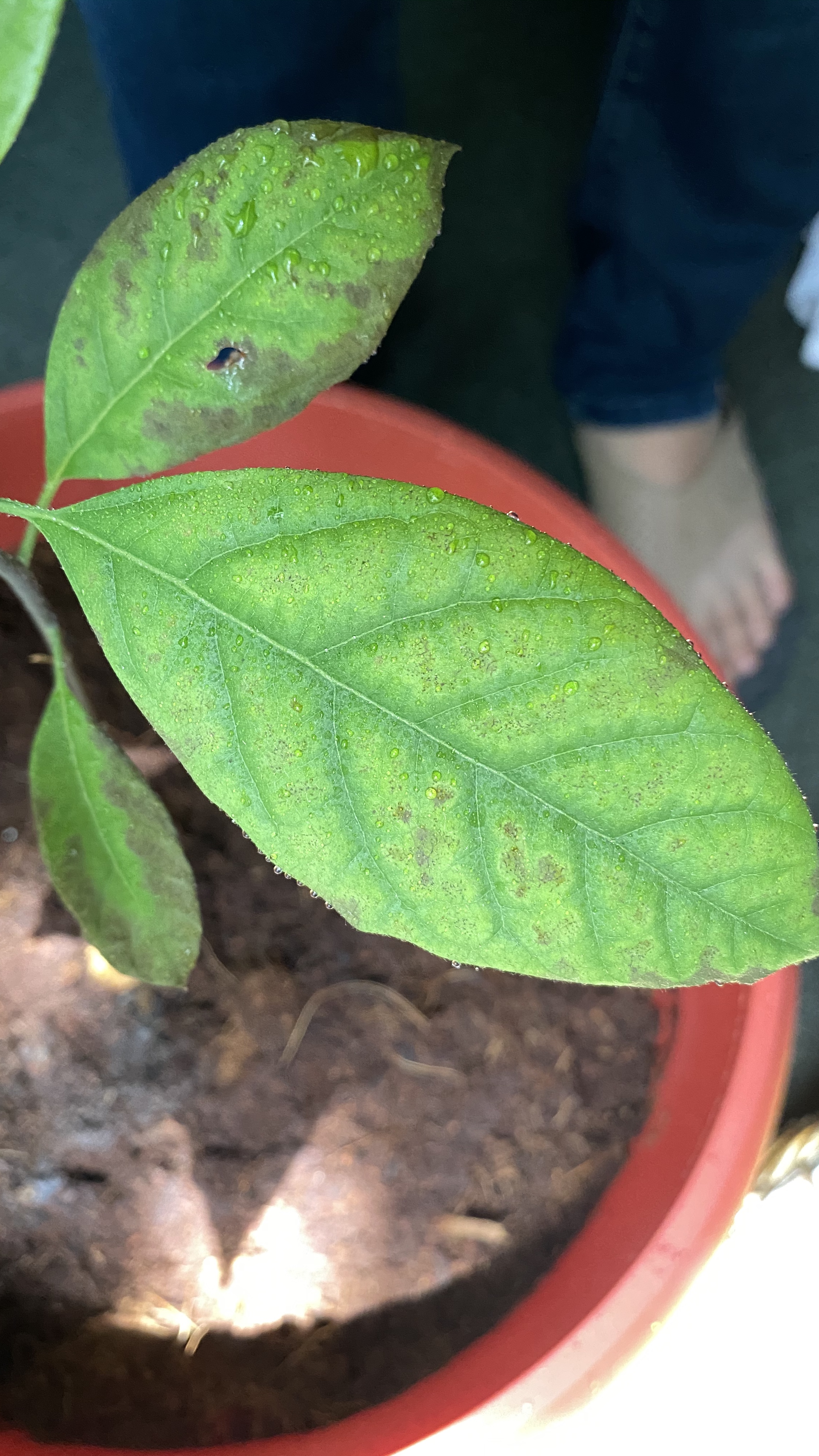Avocado Avocado leaves turning brown