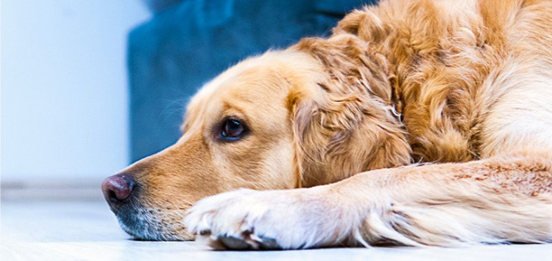 seperation anxiety in dogs 01 what is a separation anxiety separation anxiety is a state of distress and fear experienced by a dog when a person the dog is strongly attached to leaves the house or is just about to leave. seperation anxiety in dogs 01 what is a separation anxiety separation anxiety is a state of distress and fear experienced by a dog when a person the dog is strongly attached to leaves the house or is just about to leave.