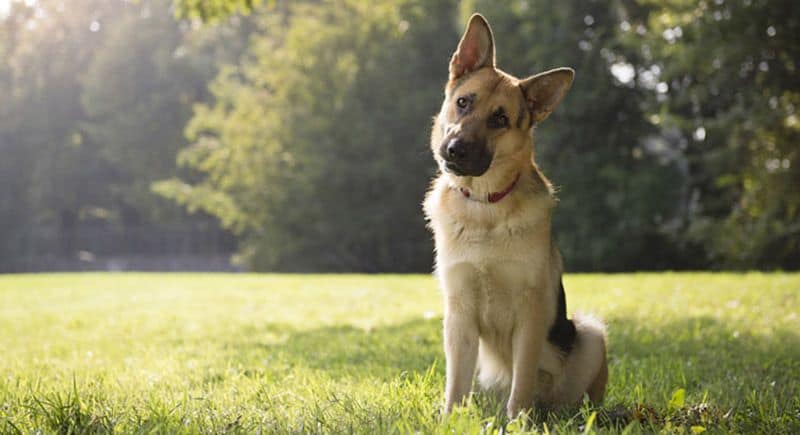 German Shepherd Shedding - The Full Guide to Control Dog 