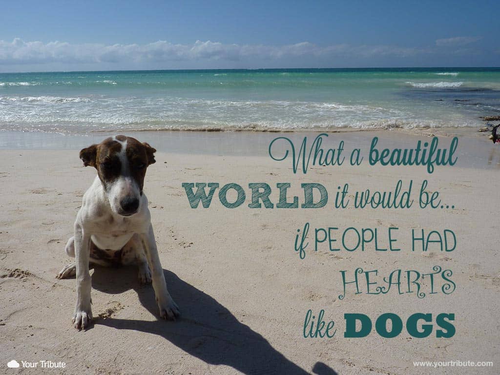 28 Inspirational Dog Quotes About Life And Love Playbarkrun