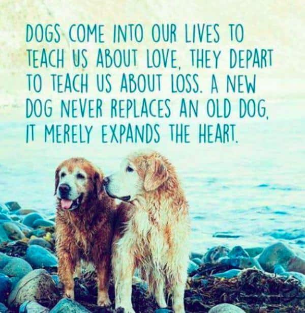 14 Dog Loss Quotes And Images To Help You Cope PlayBarkRun