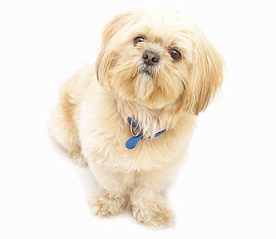 can a shih tzu walk 3 35 breeds that don t shed small medium large breeds can a shih tzu walk 3 35 breeds that don t shed small medium large breeds