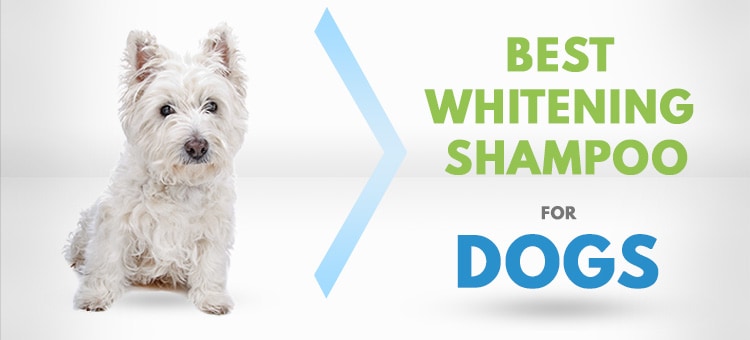 Best Daily Dog Shampoo Best Daily Dog Shampoo