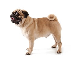 Best Brush For Short Hair Dogs Playbarkrun