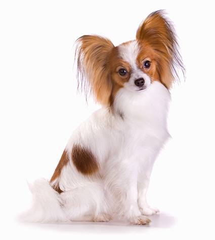 low maintenance dog breeds