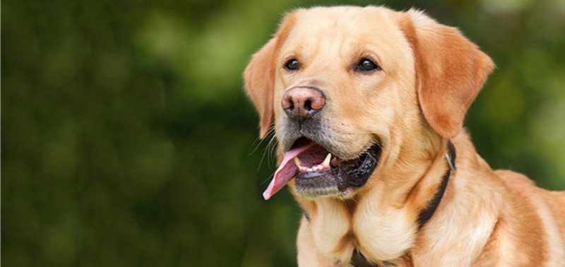 labrador retriever coat facts care grooming shedding