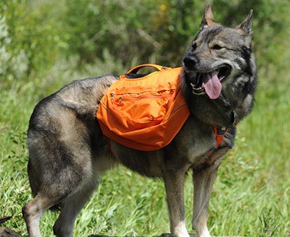 homemade dog backpack