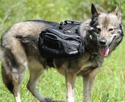 canine equipment backpack