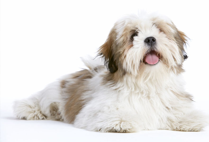 lhasa-apso