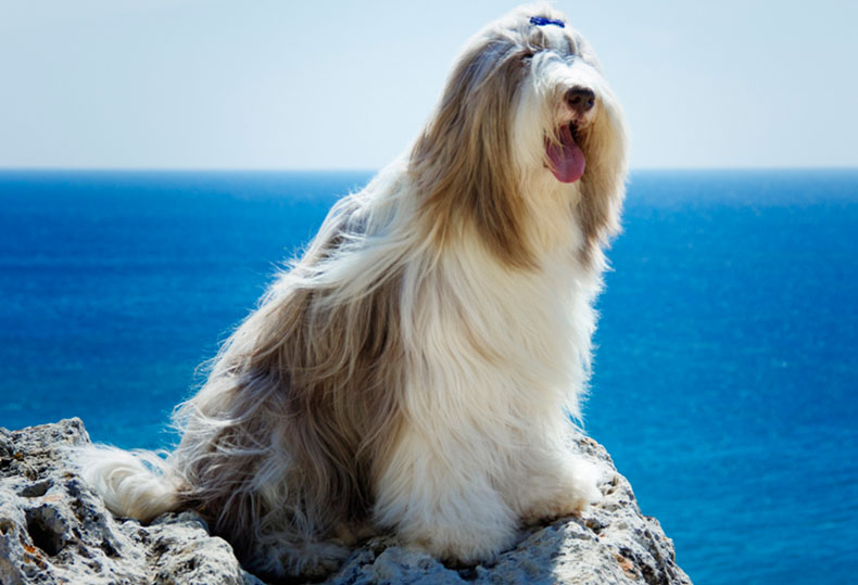 collie barbudo collie barbudo