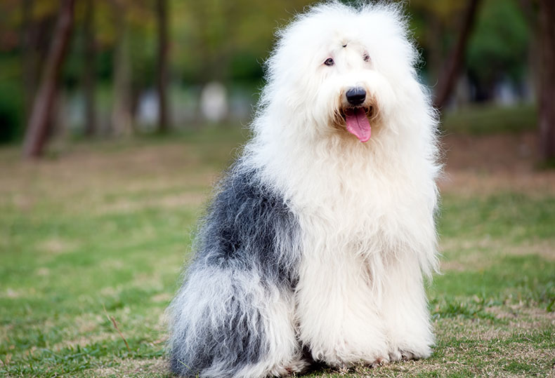 old-english-sheepdog old-english-sheepdog