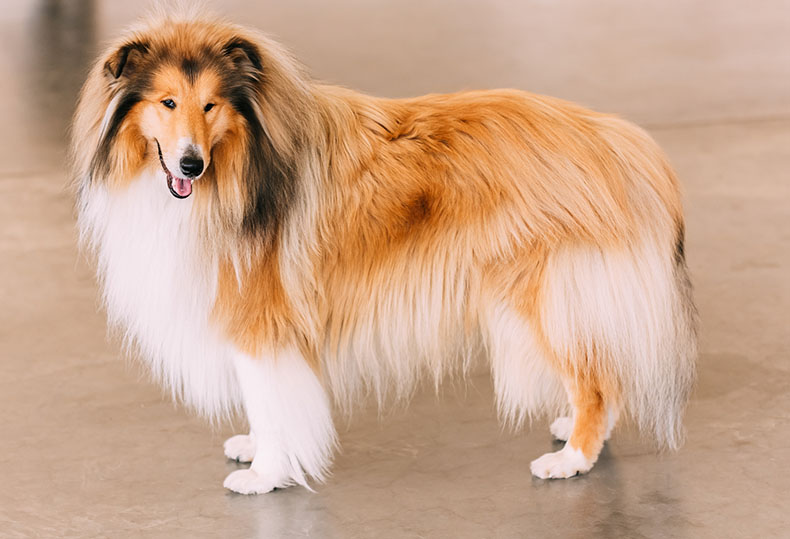 áspero-collie áspero-collie