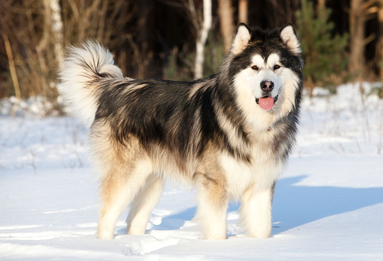 Malamute Malamute