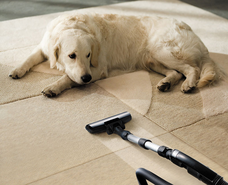 11 Crucial Tips Your Dog Groomer Wants You To Know! PlayBarkRun