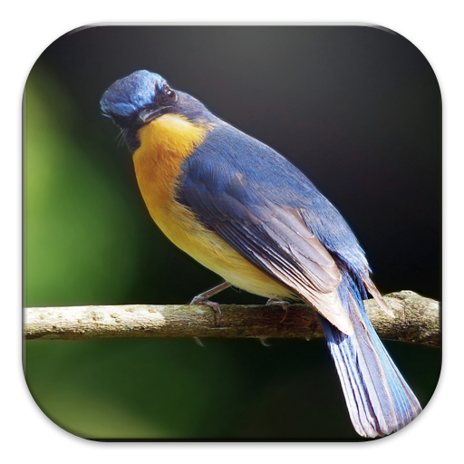 Suara Kicau Burung Master Mixrank Play Store App Report