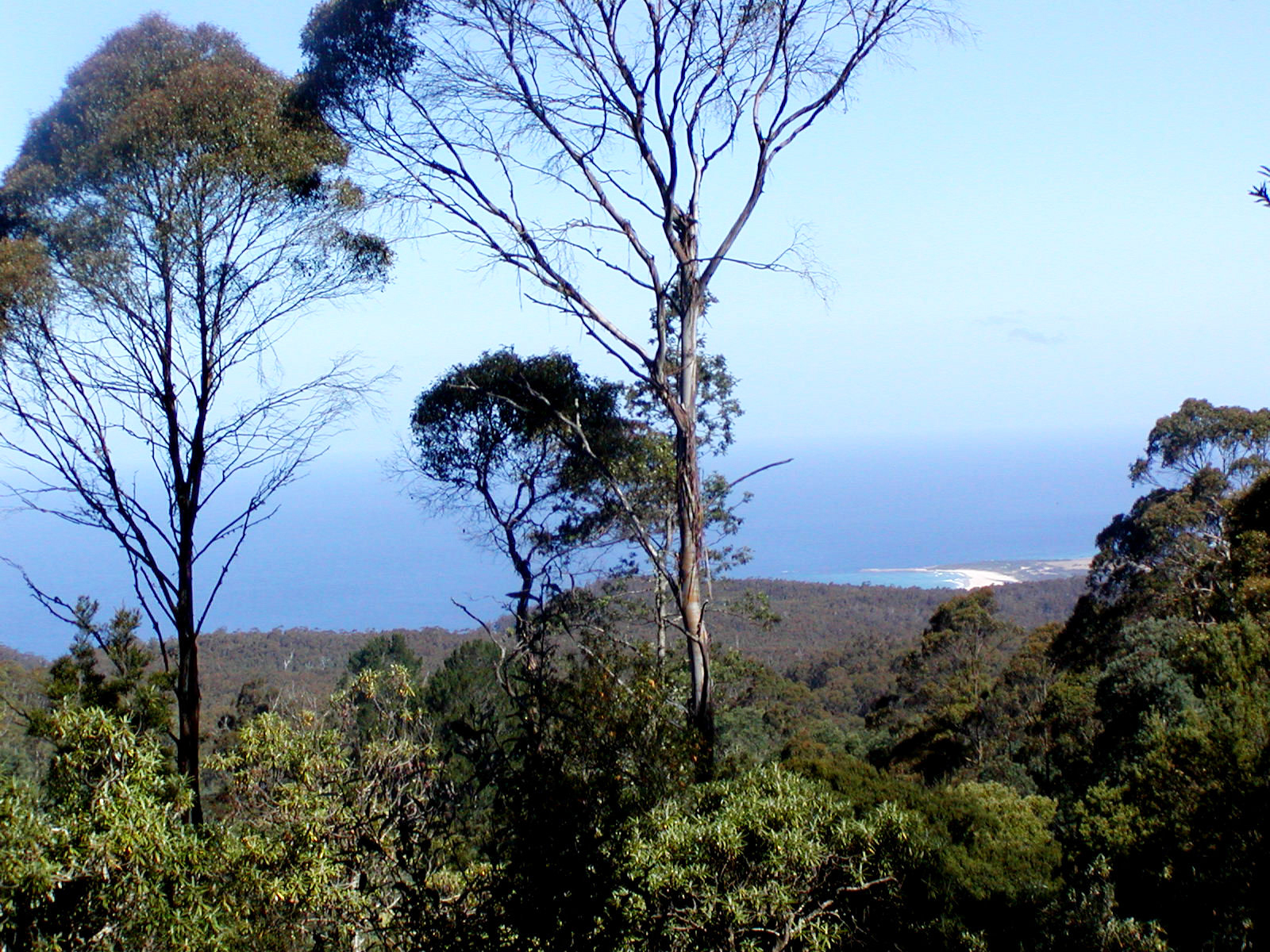 Private Listing - St Marys, Tas 7215