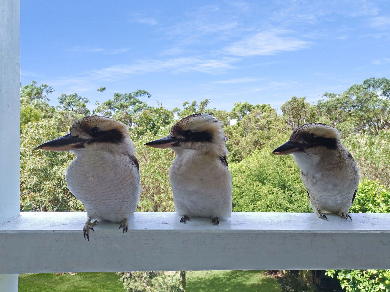 Private Rental in Macmasters Beach, NSW 2251