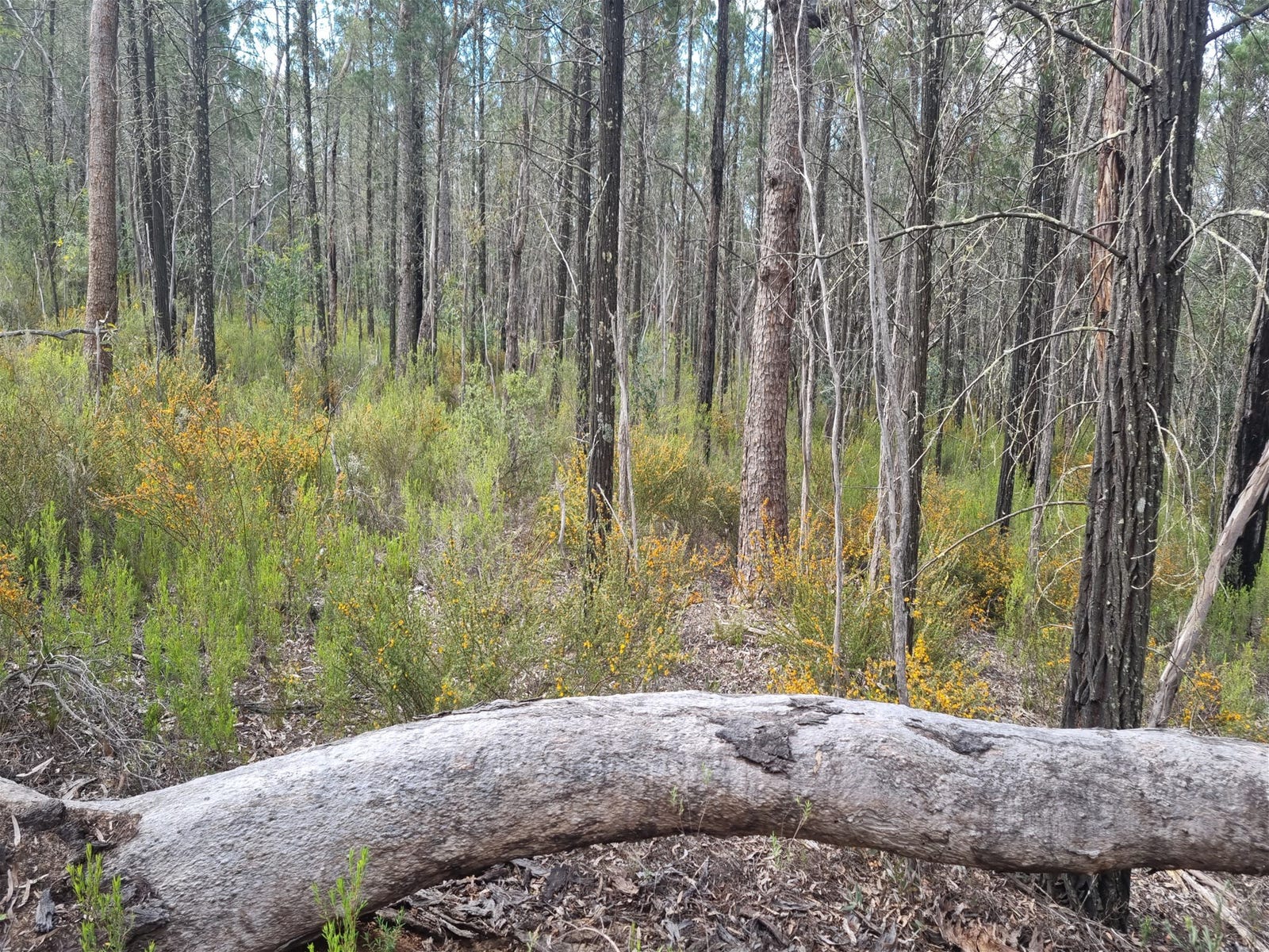 Sale Property - Coonabarabran, NSW 2357