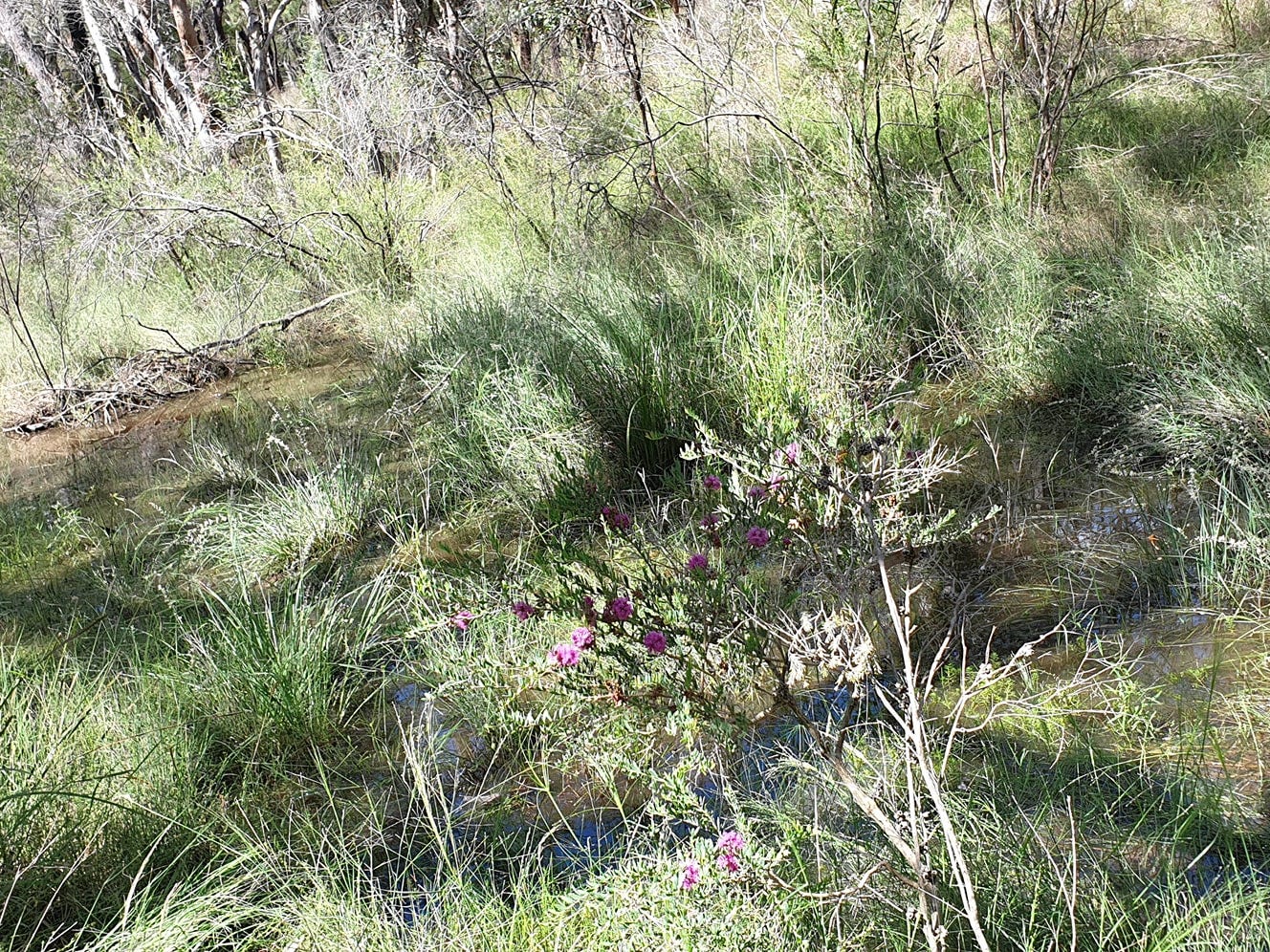 Private Property - Millmerran Woods, Qld 4357