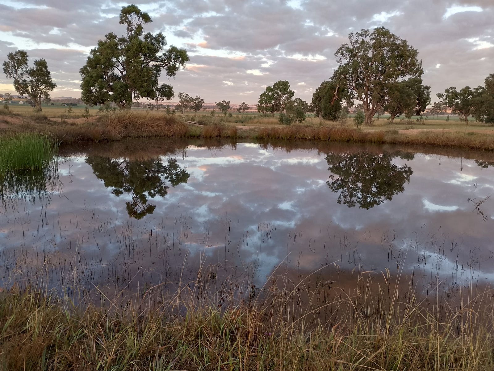 Land for sale - Dunedoo, NSW 2844