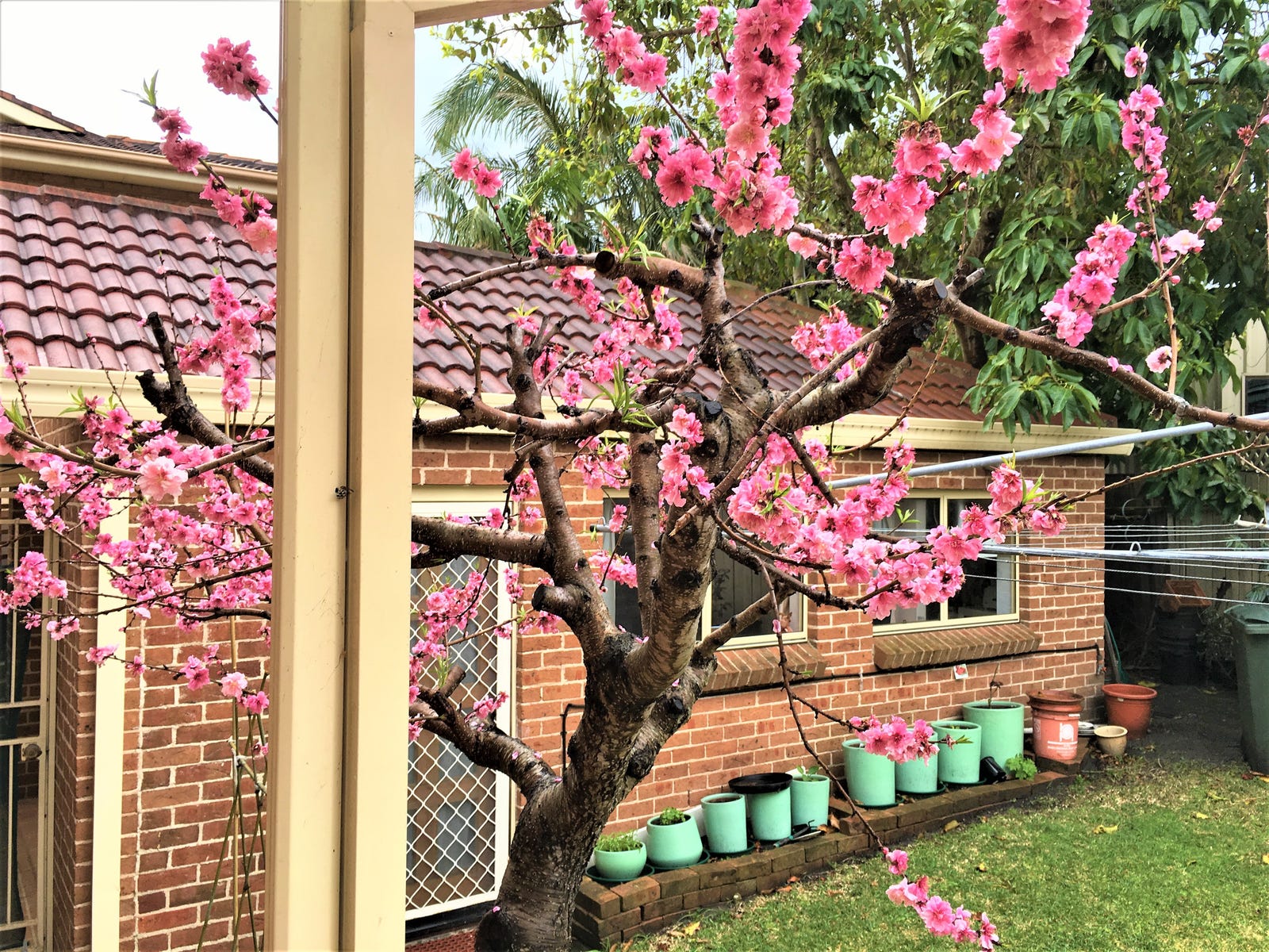 Land for sale - Chifley, NSW 2036