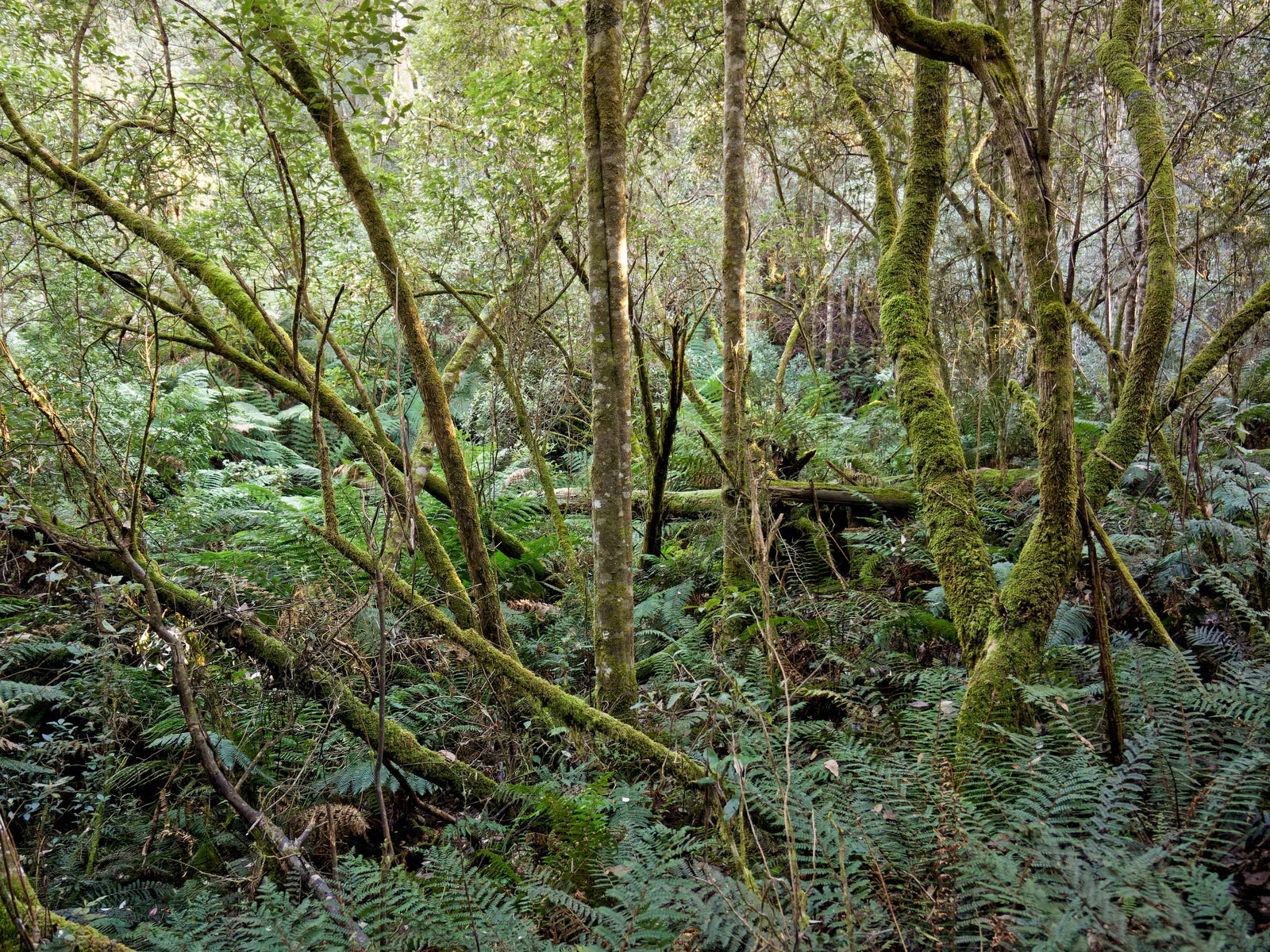 Sales Property - Reedy Marsh, Tas 7304