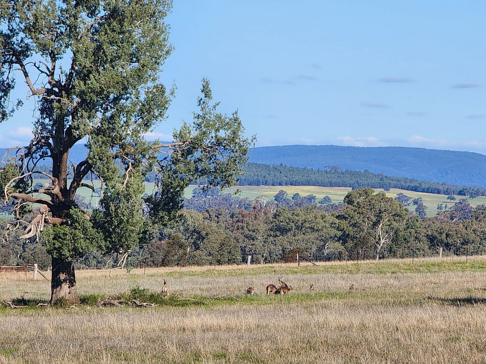 Private Listing - Parkes, NSW 2870