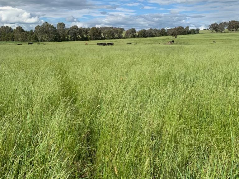 Land for sale - Cumnock, NSW 2867