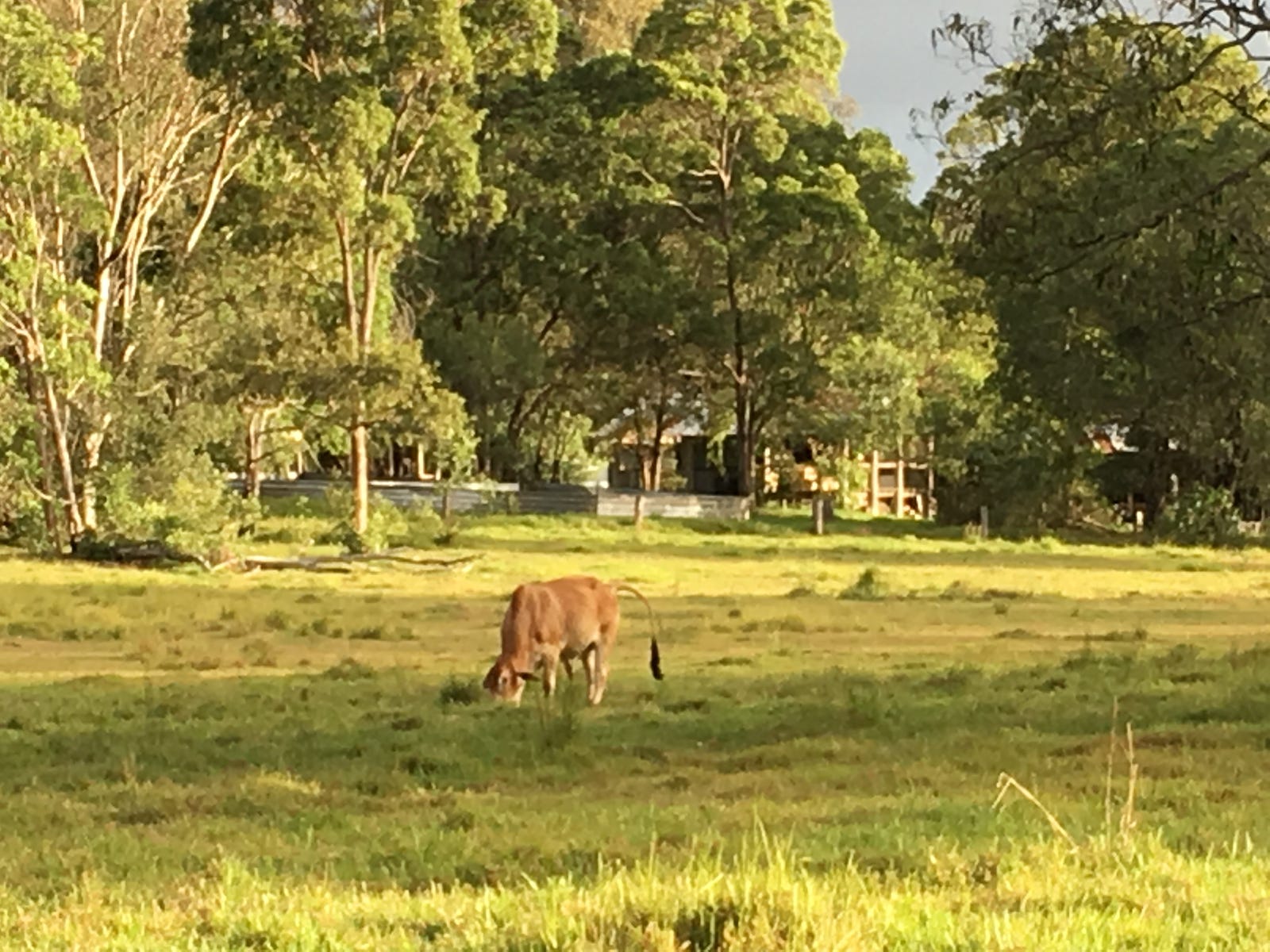 Rental Property - pCootharaba, Qld 4565