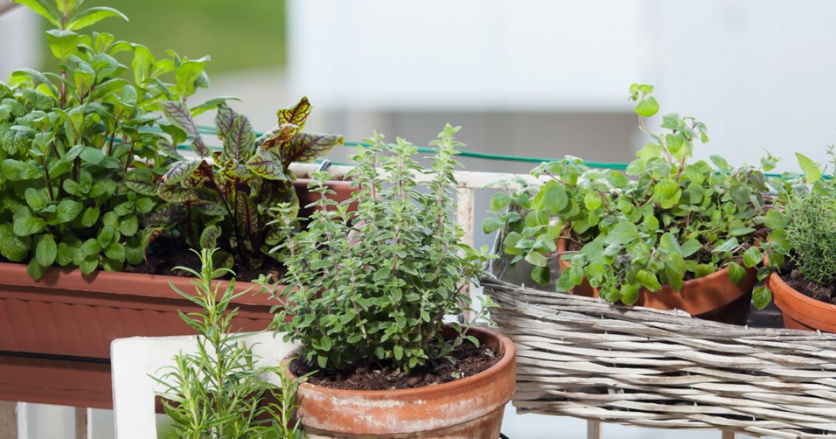 Por Dentro | Dietas y Nutrición: 4 beneficios de los huertos caseros