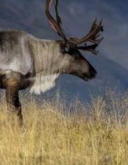 Alaska Wildlife Conservation Center