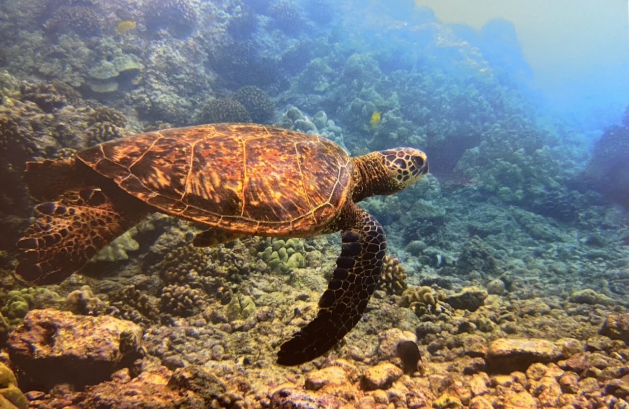 морская черепаха сканворд 5. дальян черепахи. морская черепаха сканворд 5. зеленая морская черепаха кипр. кожистая морская черепаха.