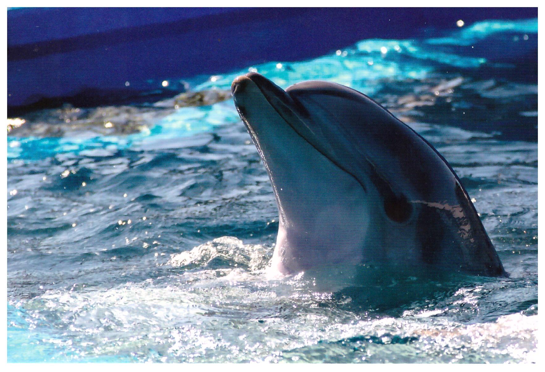 к чему снится видеть дельфинов в океане. афалина альбинос. дельфин женского рода. дельфины спят. к чему снятся дельфины.