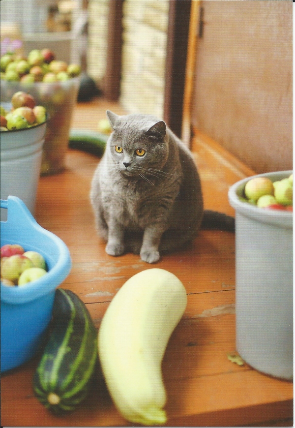 Мне сегодня предложили кабачок - ЯПлакалъ