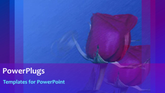  Presentation with animated rose - Animated love depiction with gold wedding rings and rose in background - widescreen format