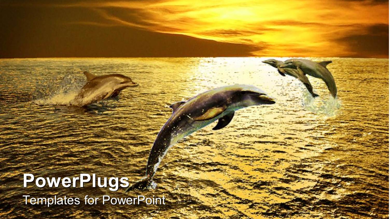 3 Dolphins Leaping Out of Water at Sunset, Ocean