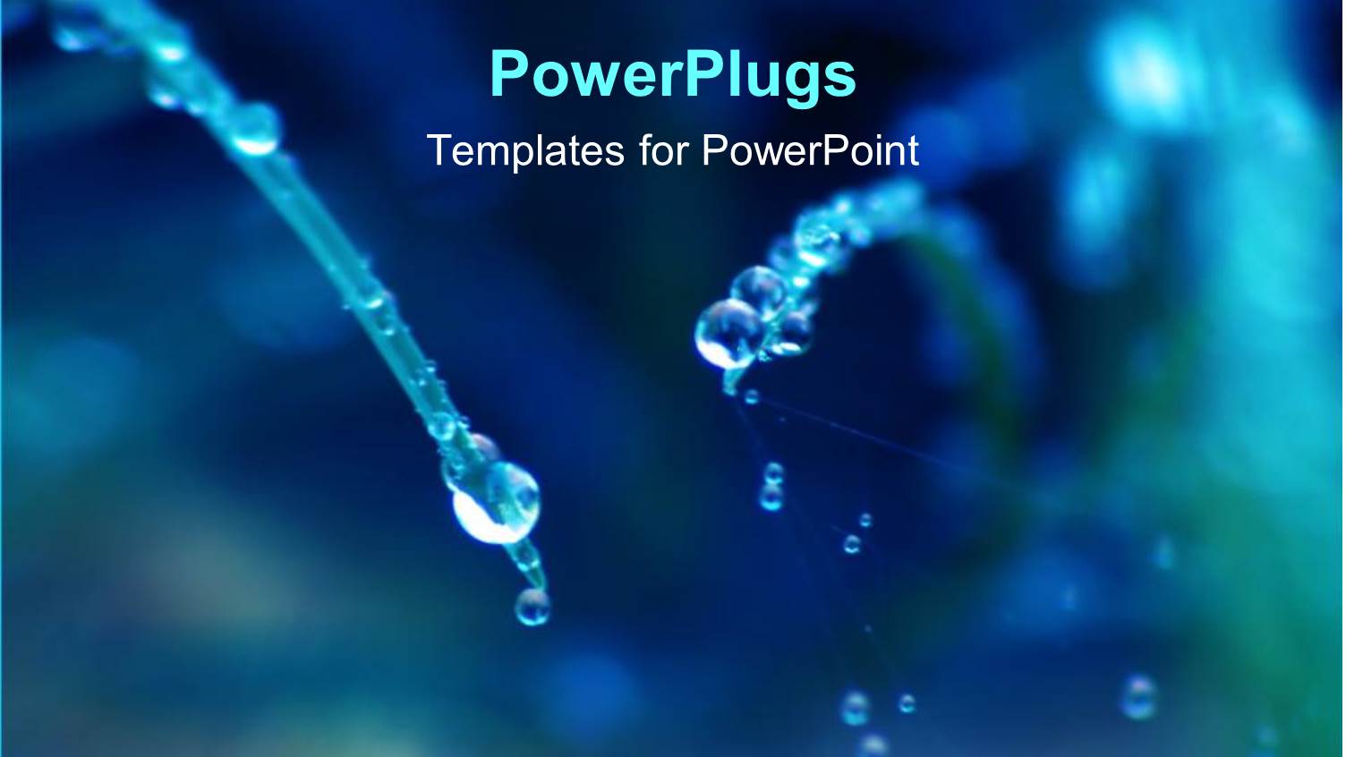 Abstract Water Drops on Plant and Spider Web