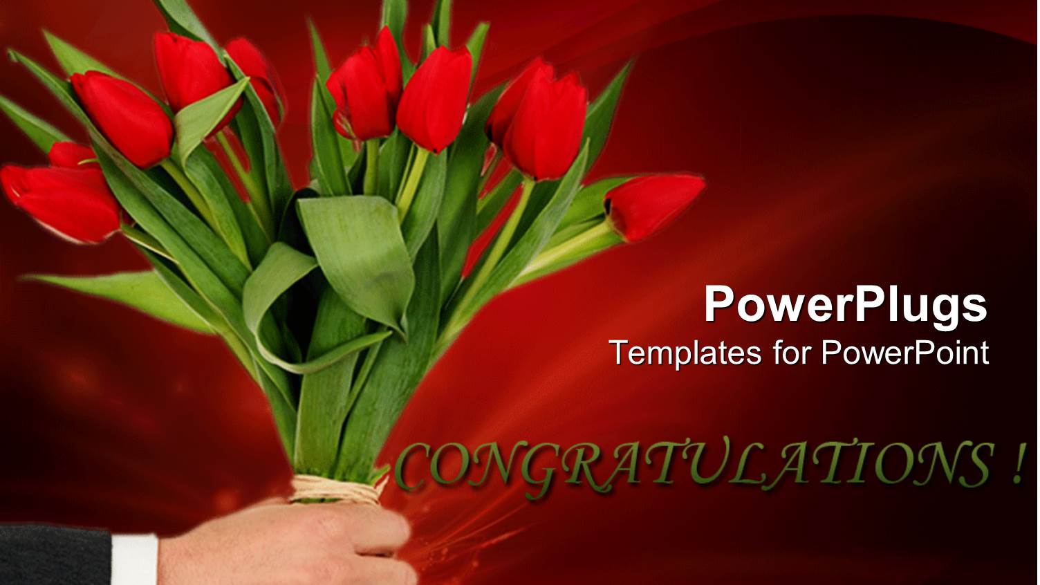 Adult Male Hand Holding a Bunch of Red Tulip Flowers