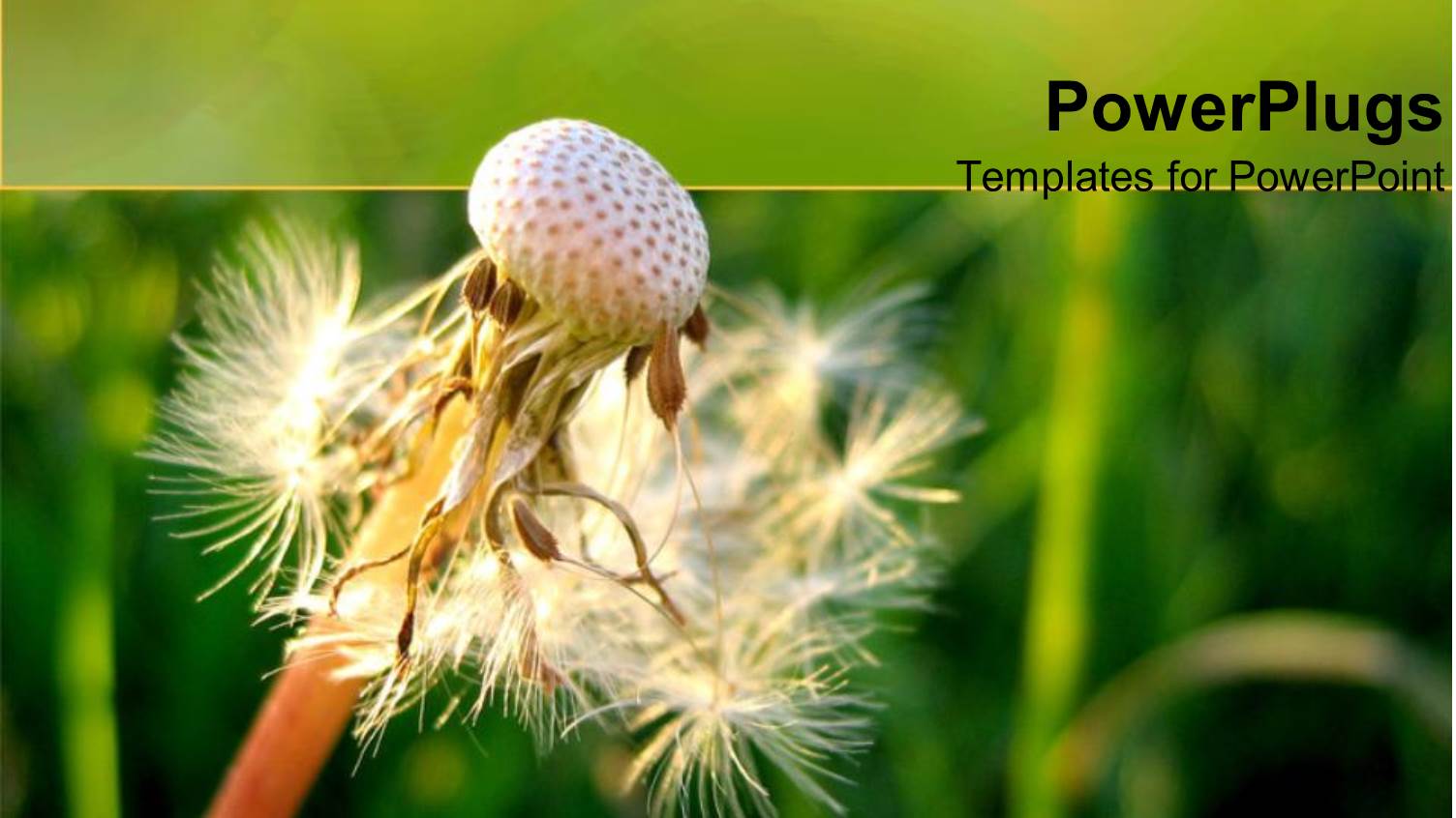 Airy Dandelion with Blurry Green Vegetation as Background