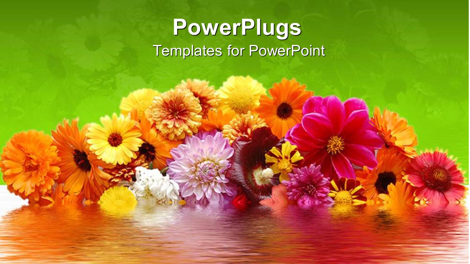 Amazing Flowers with Different and Attractive Colors and Green Background