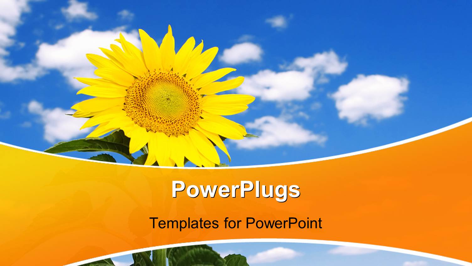 Beautiful Yellow Sunflower Over Blue Cloudy Sky in Background