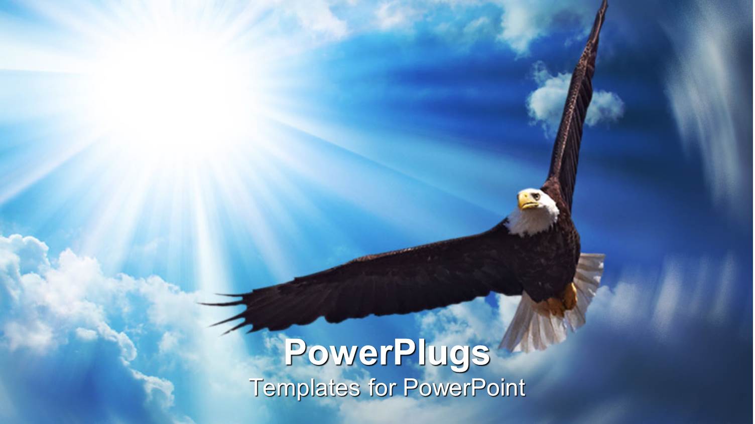 American Bald Eagle Soaring across the Sky, Sunshine, Clouds