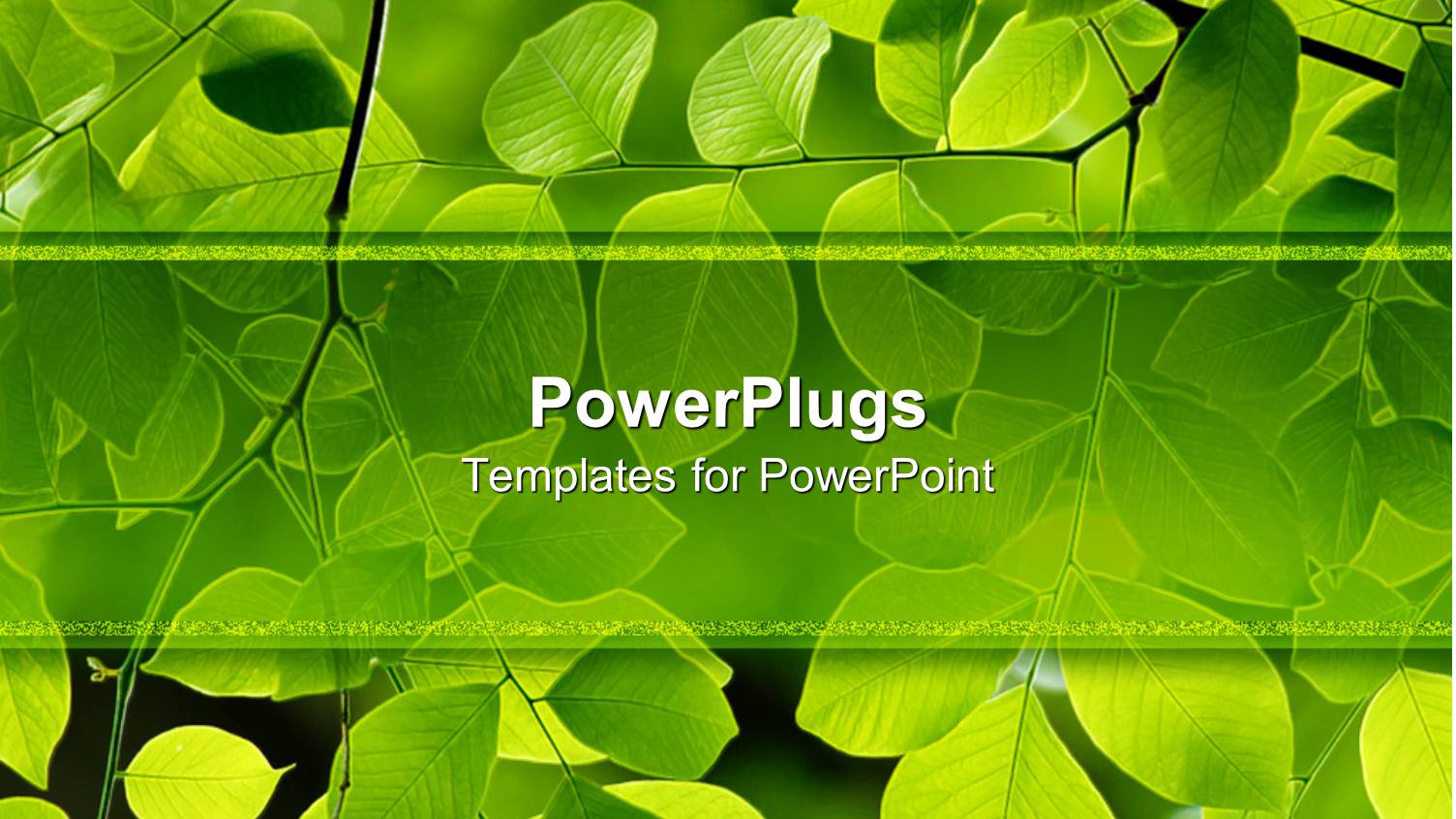 American Yellow-Wood Leaves Flourishing with Sparkling Green Color