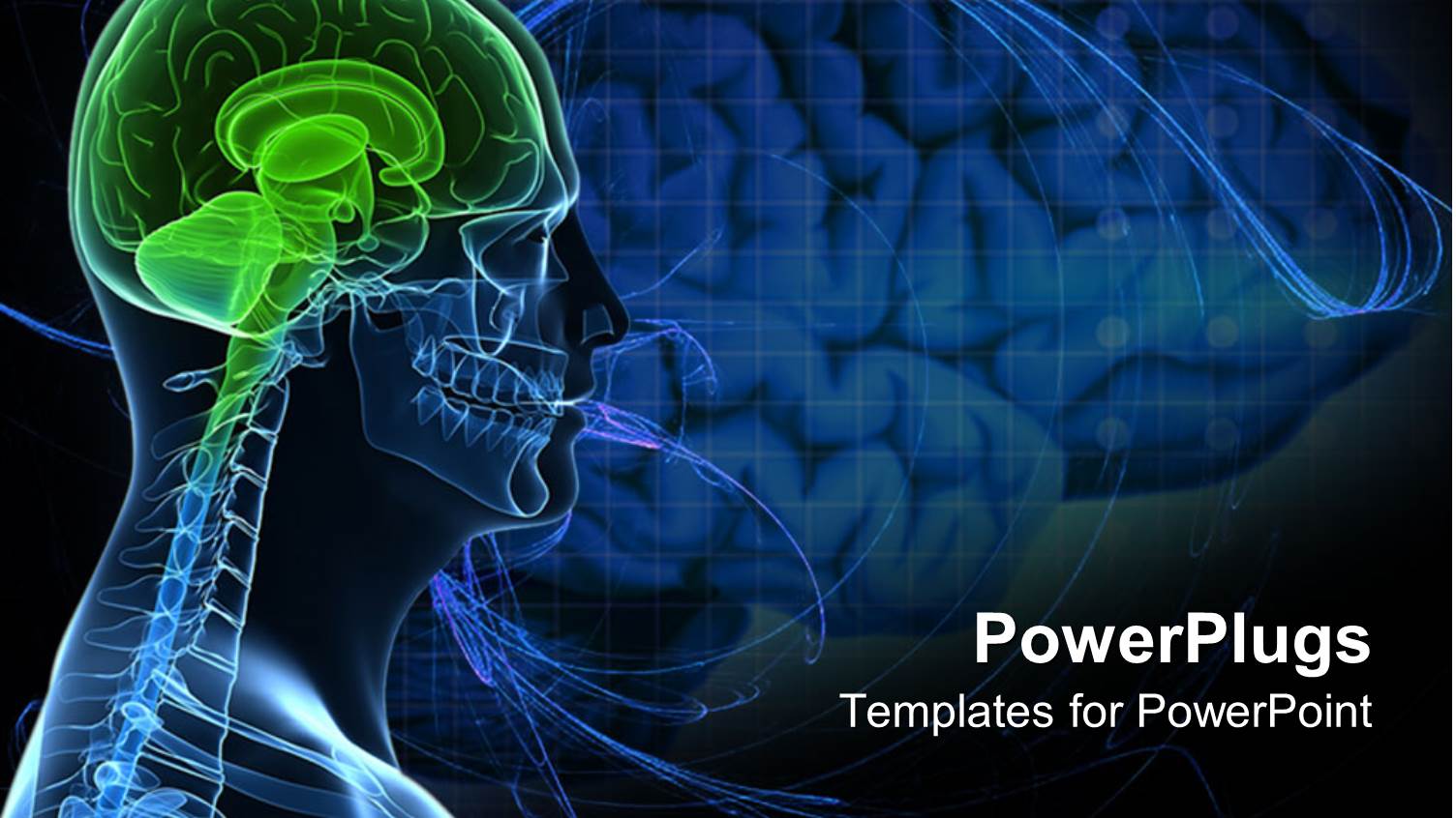 Anatomy of a Healthy Brain of the Human Body
