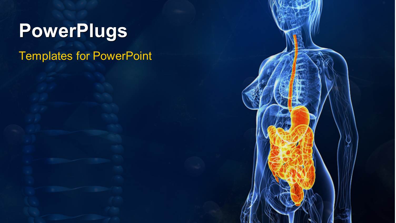 the Anatomy of a Human Being with Bluish Background