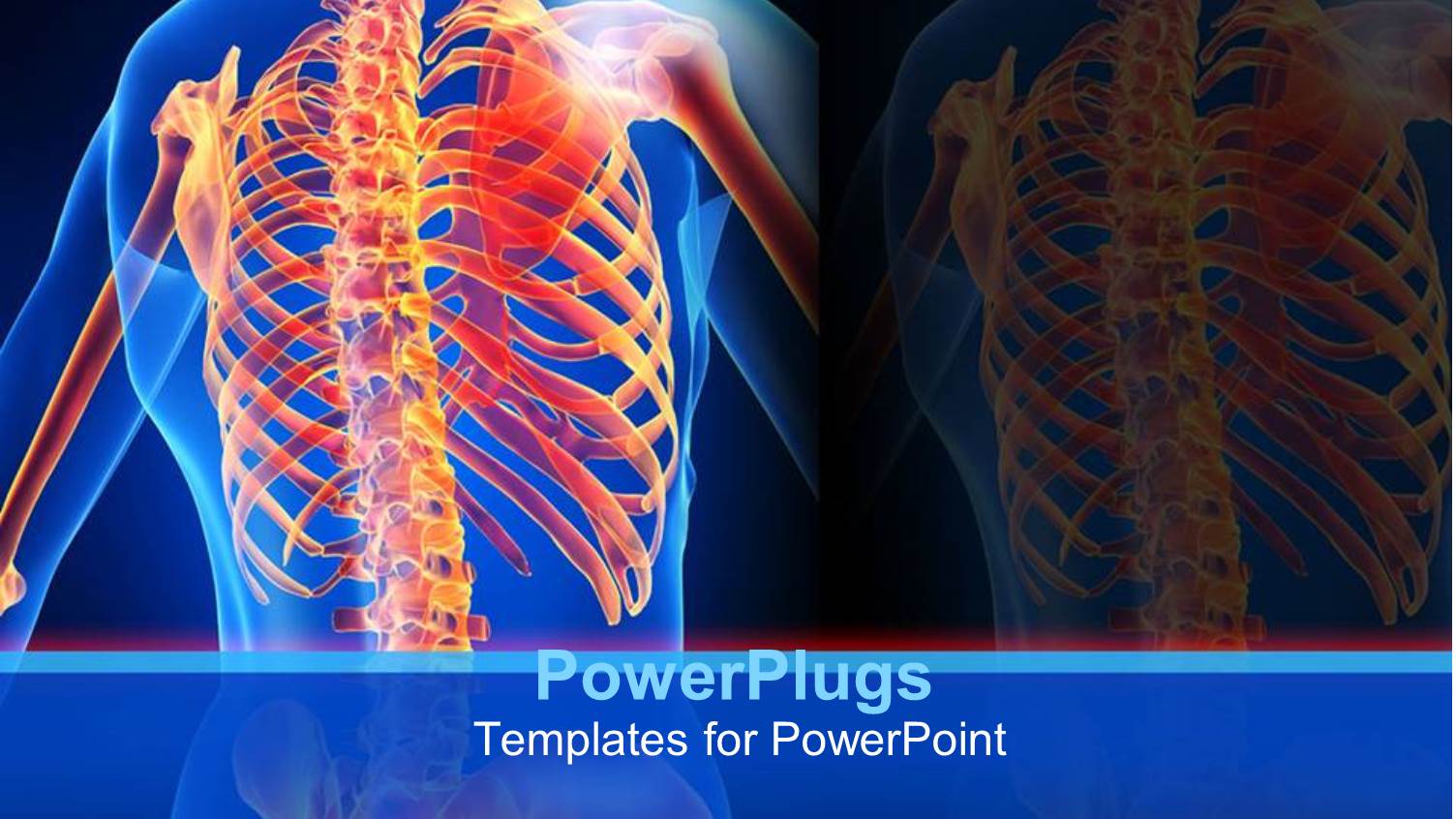 an Anatomy of a Human Skeletal System of the Back